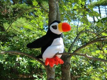 Another puffin, sittin' in a tree